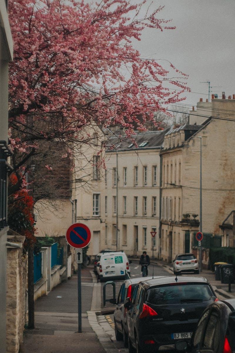 Photos gratuites de arbre en fleurs architecture architectureytexaz
